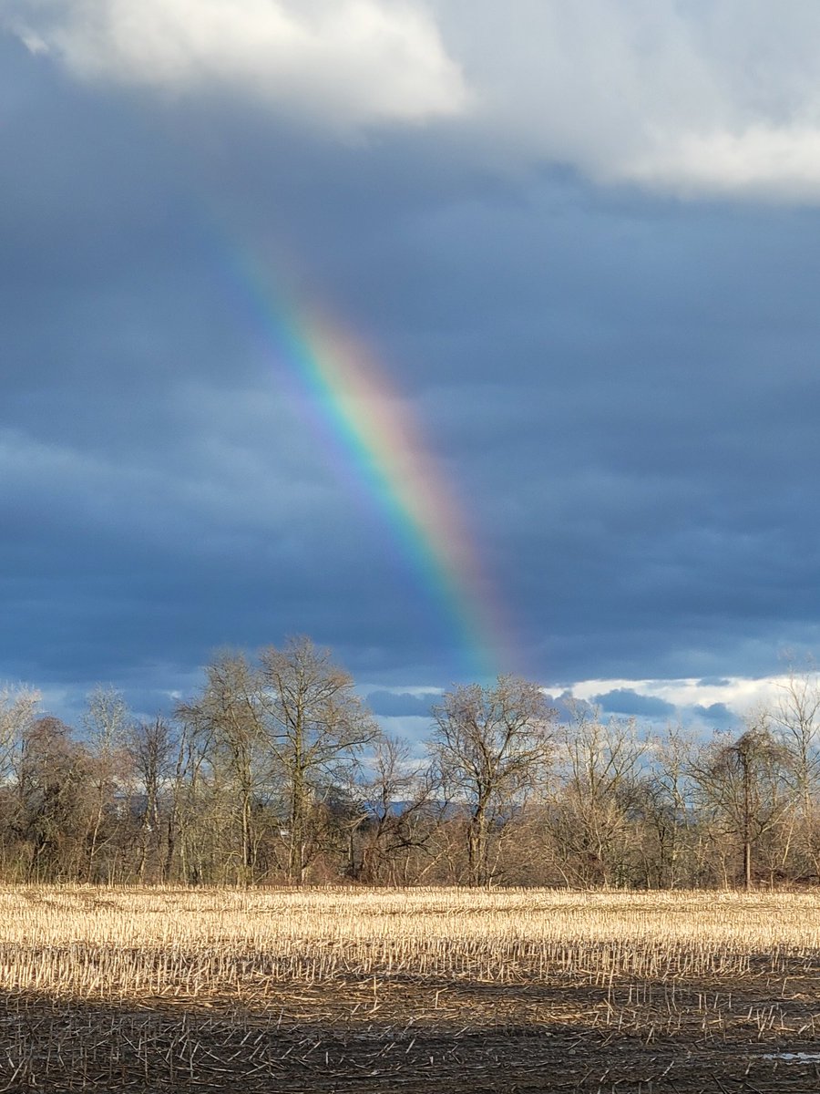 I saw this 🌈 today . AND our paper is out! We ask: Does #Sepsis impact hematopoiesis long-term? We find survivors of severe surgically-induced sepsis have blunted responses to G-CSF & fail to undergo emergency myelopoiesis and #HSC mobilization @JesseBonin1 @stemcellreports