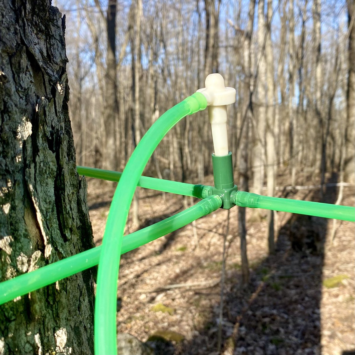 Last batch bottled to wrap up my 2024 #MapleSyrup season… A grand total of 97.5 litres of maple syrup produced this year, over a record-long (for me) season of 46 days. 50 taps installed February 21, taps pulled April 7. Taking a break this weekend, then clean up duties.