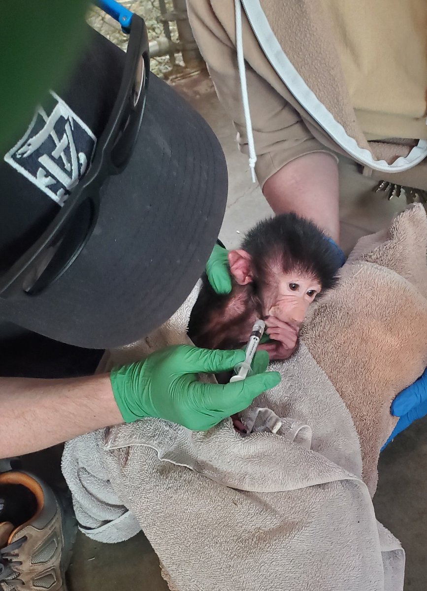 A little sugar water for baby Jasiri 🍬💧 Senior veterinarian Dr. Ryan paid a house call to Jasiri, the new Hamadryas baboon. The little guy got a physical exam, blood draws, and some dextrose by mouth for his low blood sugar level #VetTales Friday 📸: Vet Tech Quincy