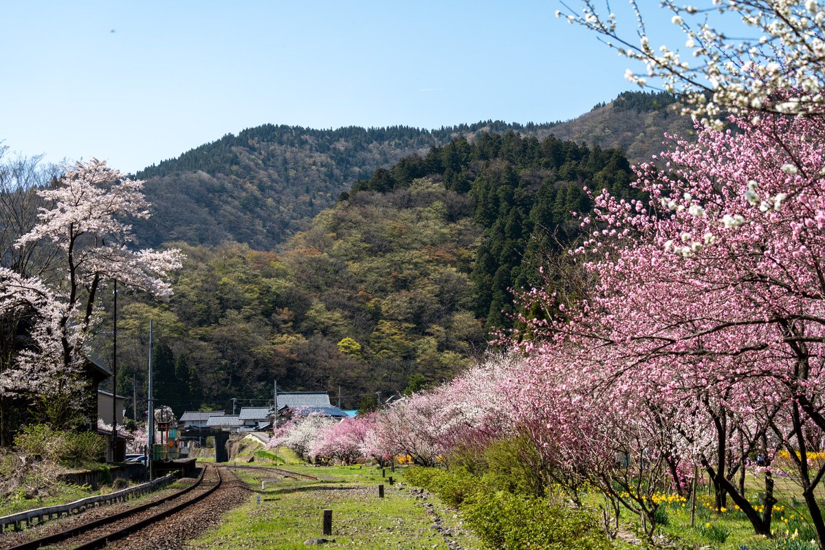 おはようございます！
昨日は福井県大野市へ📷

自分史上最高に美しい駅でした😆
桜吹雪の中を走る電車も素敵🌸

#勝原花桃の里 #勝原駅 #ハナモモ
#TLを花でいっぱいにしよう