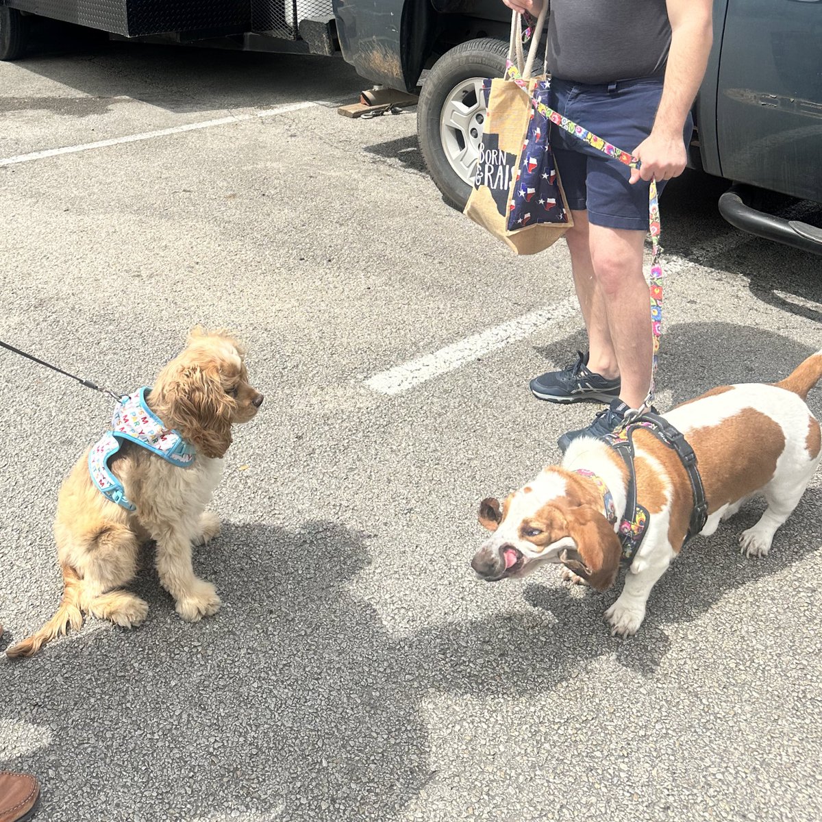 lwellsfargo's tweet photo. bork nose booped a funky little basset hound https://t.co/SAxqNXry2R