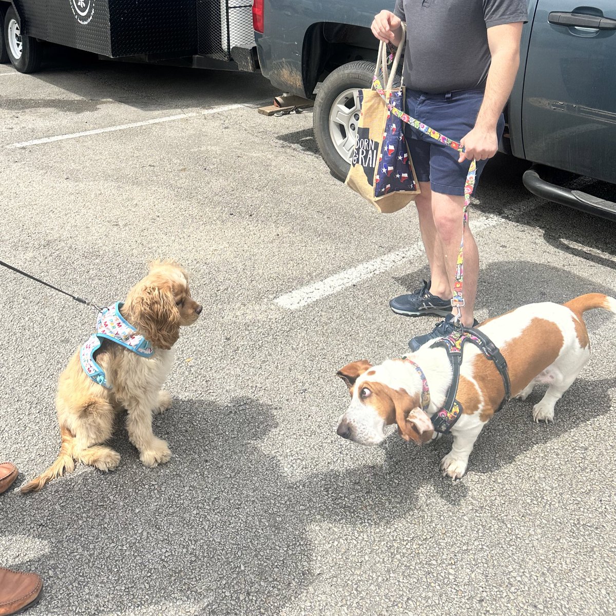 lwellsfargo's tweet photo. bork nose booped a funky little basset hound https://t.co/SAxqNXry2R