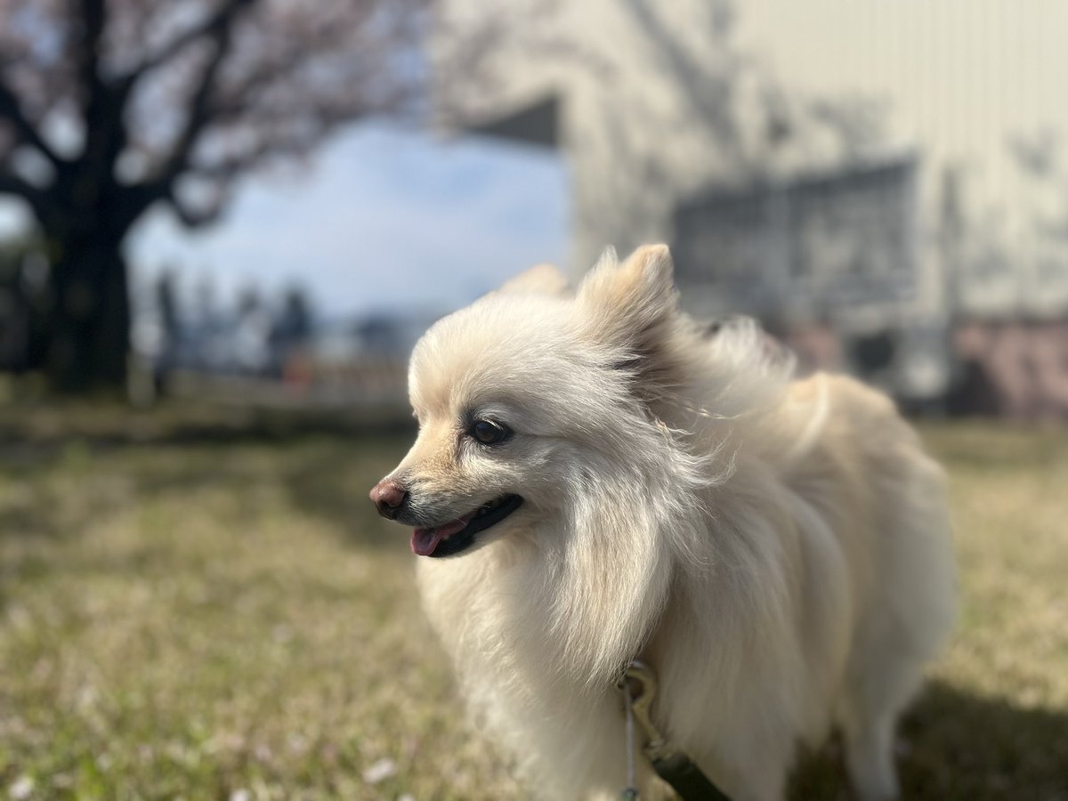 hanamico8735's tweet photo. #ポメラニアン
#いぬ
#桜 https://t.co/9PZRTv3qc1