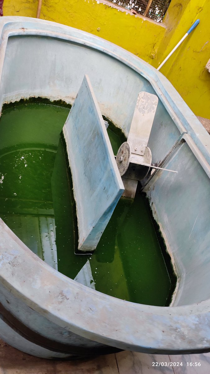 Spirulina tank raceway pond system of cultivation at Dept of Boday, Calcutta University...
#algae #phycologyfriday #phycology #spirulina #bga  #botany #phycology #university