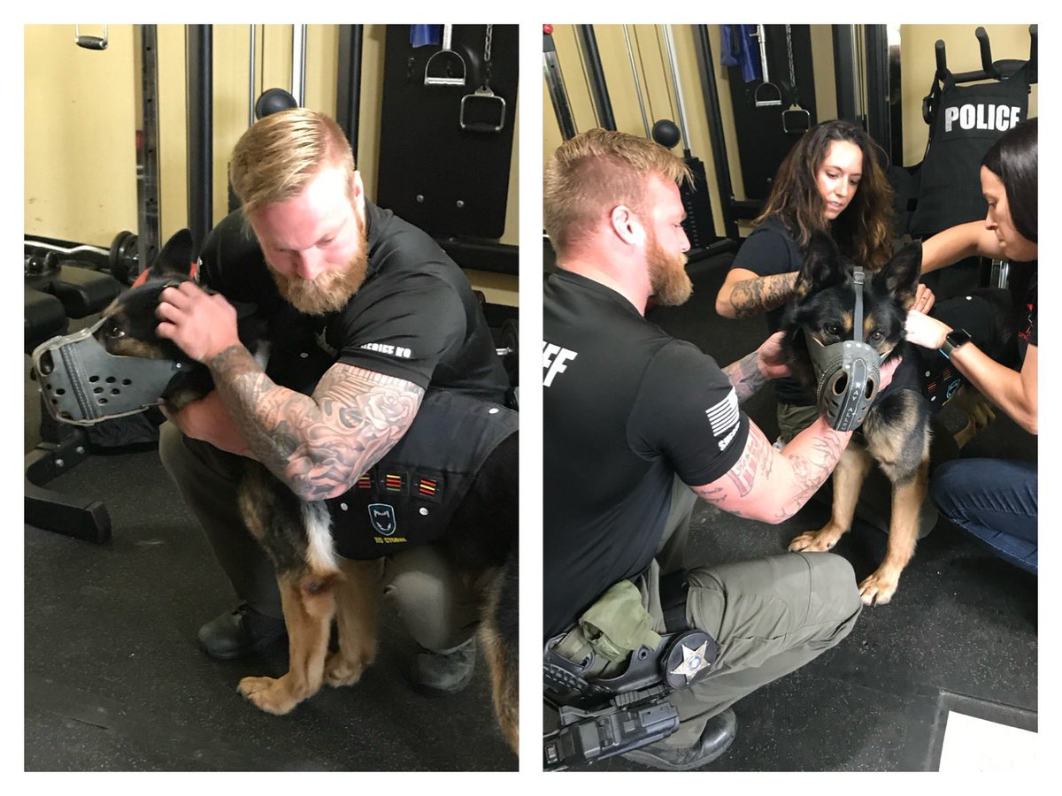 I’ll be sharing lots of K9 Ronin pics and vids from over the years in preparation of his upcoming retirement! (3 of ??) Here’s from a few years ago when he was getting measured for his vest! 🖤