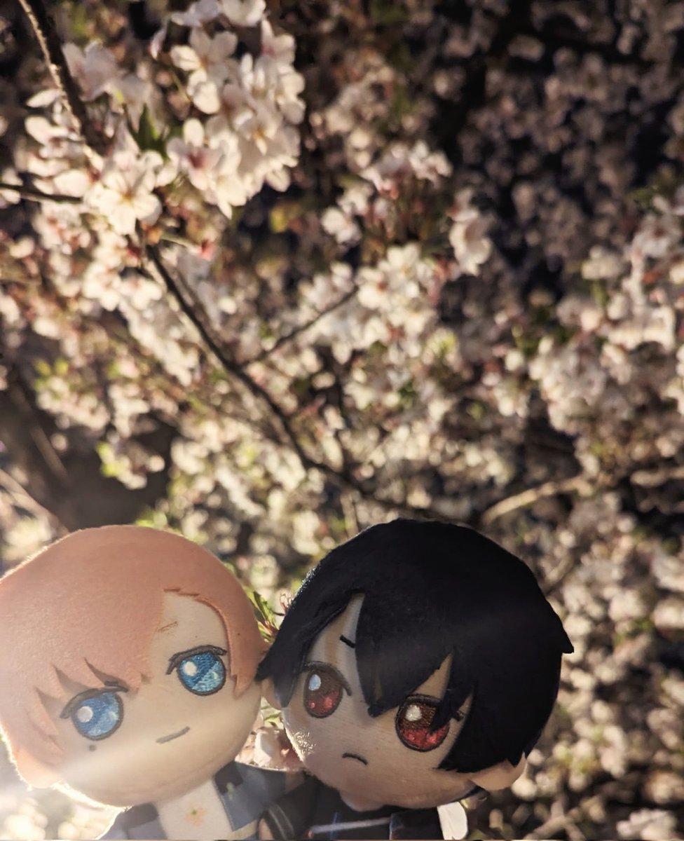 「シナモに会って夜桜見てきた(シノくん見て) 」|ナナムラのイラスト