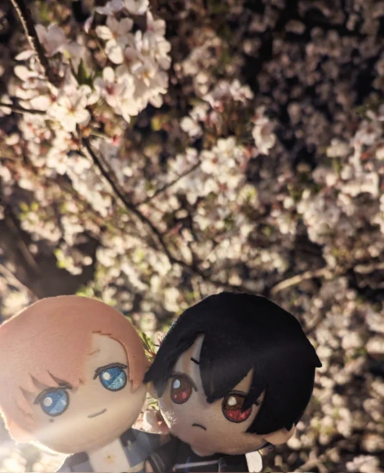 シナモに会って夜桜見てきた(シノくん見て) 