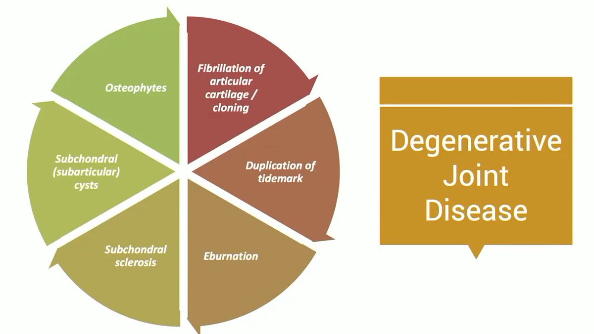 #EverydayBST
Degenerative joint disease-histologic findings
Dr. Nielsen-A day in the sign out #USCAP2024 #BSTPath #Pathresidents #PathTwitter #PathX