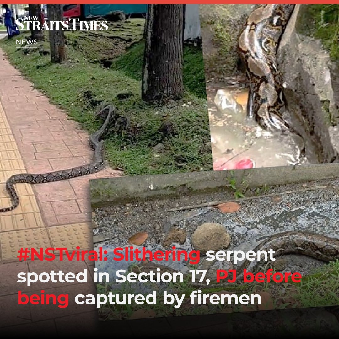NST_Online's tweet photo. #NSTviral Residents living at #Section17 here were shocked when one of them spotted a giant #python coolly slithering into a drain along Jalan 17/1, here yesterday.
https://t.co/3sOQWAknHV https://t.co/fNOi9gK9Mi