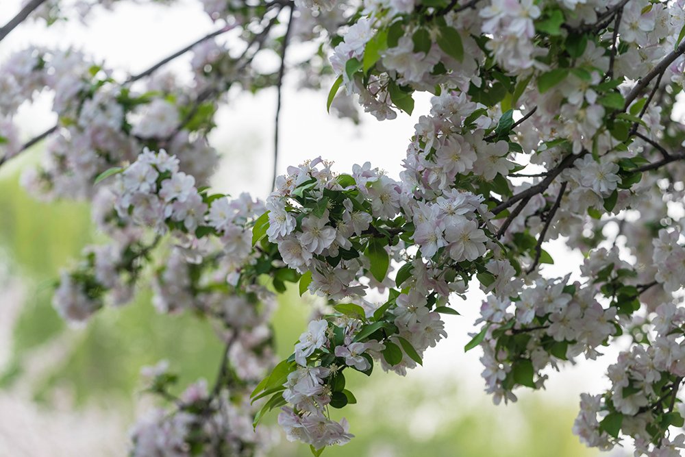 CGTNOfficial's tweet photo. The Asiatic apple flowers were seen all abloom with white and pink flowers to embrace the warmth of spring along Jingmi Road in Chaoyang District, #Beijing, attracting locals for sightseeing. The Asiatic apple is a species of crabapple that is endemic to #China. It grows in many provinces nationwide during April and May and produces apple-like fruits with sweet-and-sour taste during August and September. #chinaseen