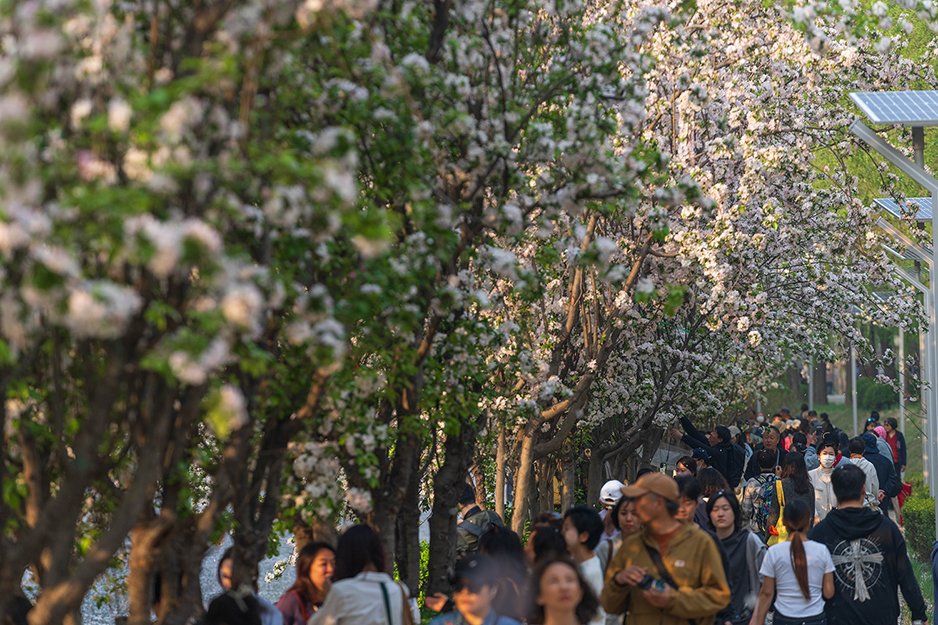 CGTNOfficial's tweet photo. The Asiatic apple flowers were seen all abloom with white and pink flowers to embrace the warmth of spring along Jingmi Road in Chaoyang District, #Beijing, attracting locals for sightseeing. The Asiatic apple is a species of crabapple that is endemic to #China. It grows in many provinces nationwide during April and May and produces apple-like fruits with sweet-and-sour taste during August and September. #chinaseen
