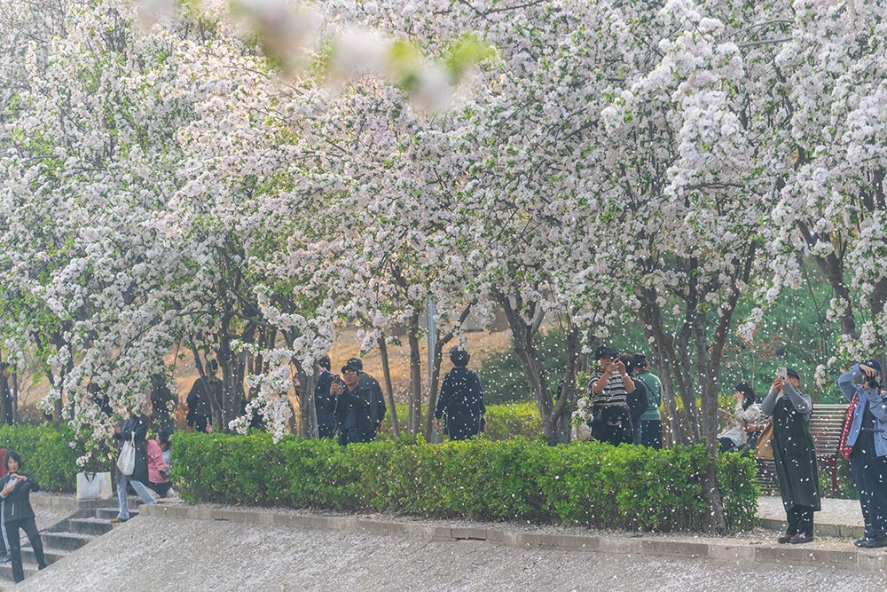 CGTNOfficial's tweet photo. The Asiatic apple flowers were seen all abloom with white and pink flowers to embrace the warmth of spring along Jingmi Road in Chaoyang District, #Beijing, attracting locals for sightseeing. The Asiatic apple is a species of crabapple that is endemic to #China. It grows in many provinces nationwide during April and May and produces apple-like fruits with sweet-and-sour taste during August and September. #chinaseen