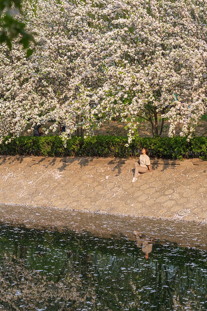 CGTNOfficial's tweet photo. The Asiatic apple flowers were seen all abloom with white and pink flowers to embrace the warmth of spring along Jingmi Road in Chaoyang District, #Beijing, attracting locals for sightseeing. The Asiatic apple is a species of crabapple that is endemic to #China. It grows in many provinces nationwide during April and May and produces apple-like fruits with sweet-and-sour taste during August and September. #chinaseen