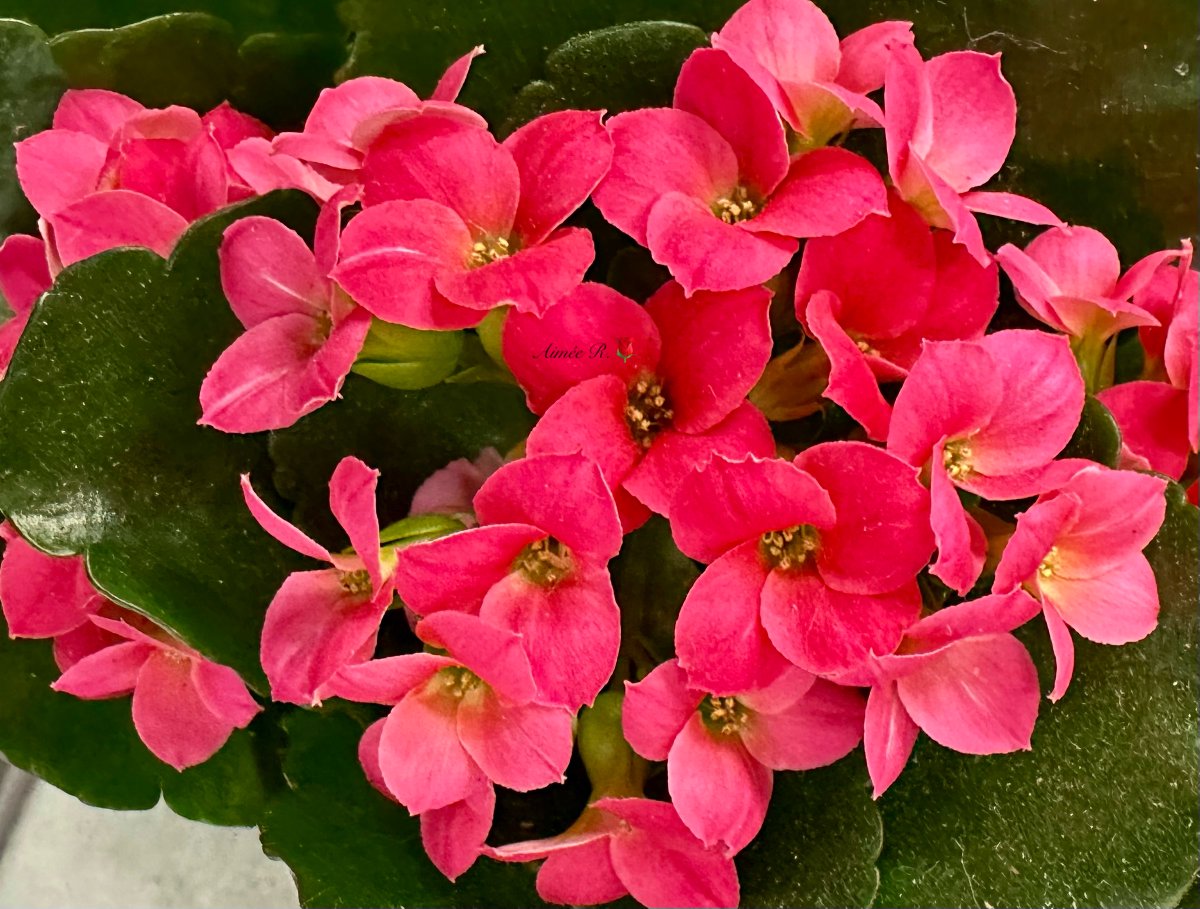 Flaming Katy belongs to the Kalanchoë family in the Crassula genus. It is an evergreen shrub and originates from Madagascar. It is a rather petite succulent & reaches a max height of about 30cm. It is harbinger of wealth & good fortune. A perfect birthday gift. Happy Saturday🥰