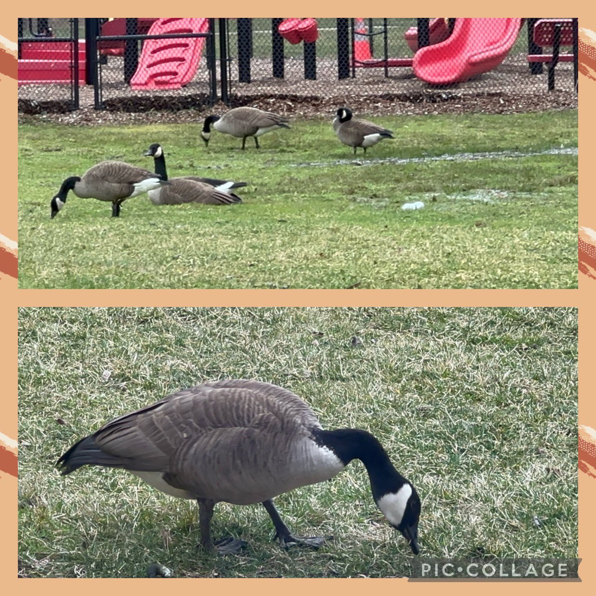 These 1st grade scientists noticed the geese outside and naturally had questions. This has led us into an inquiry study on geese. So far, Ss shared what they saw & wondered, have done research & made connections with our science unit. More to come…@rbpsEAGLES #RBBisBIA