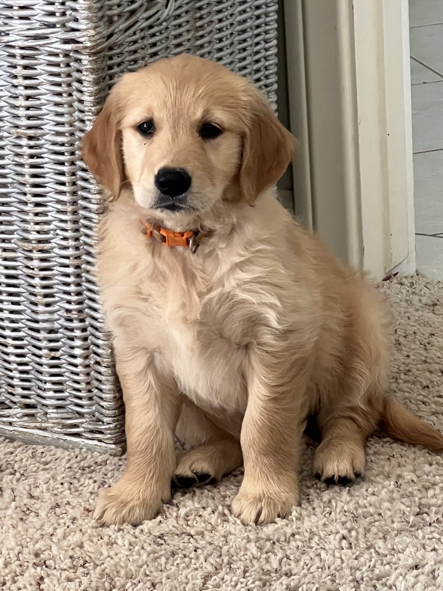 Here she is…home ..she’s amazing. Her name is “HOPE” she will be with me always.  Looks I’m back to making great water for great people again!