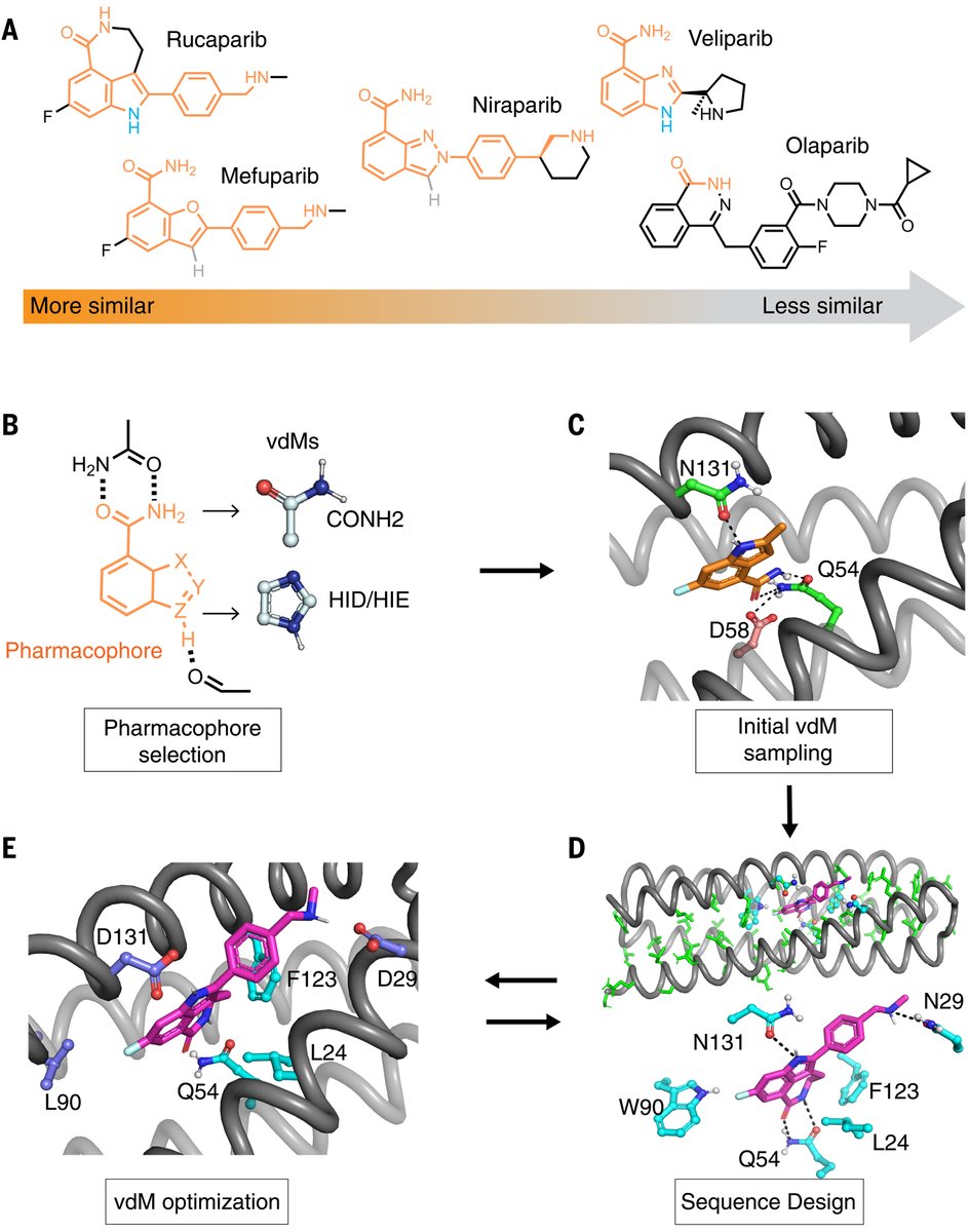 A new computational approach to de novo protein design enables the creation of drug-binding proteins with accurate design and prediction binding energy and specificity, researchers report in Science. 📄: scim.ag/6Ad