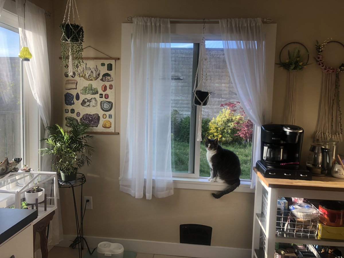 Golden hour in my kitchen featuring a very handsome boy 😌