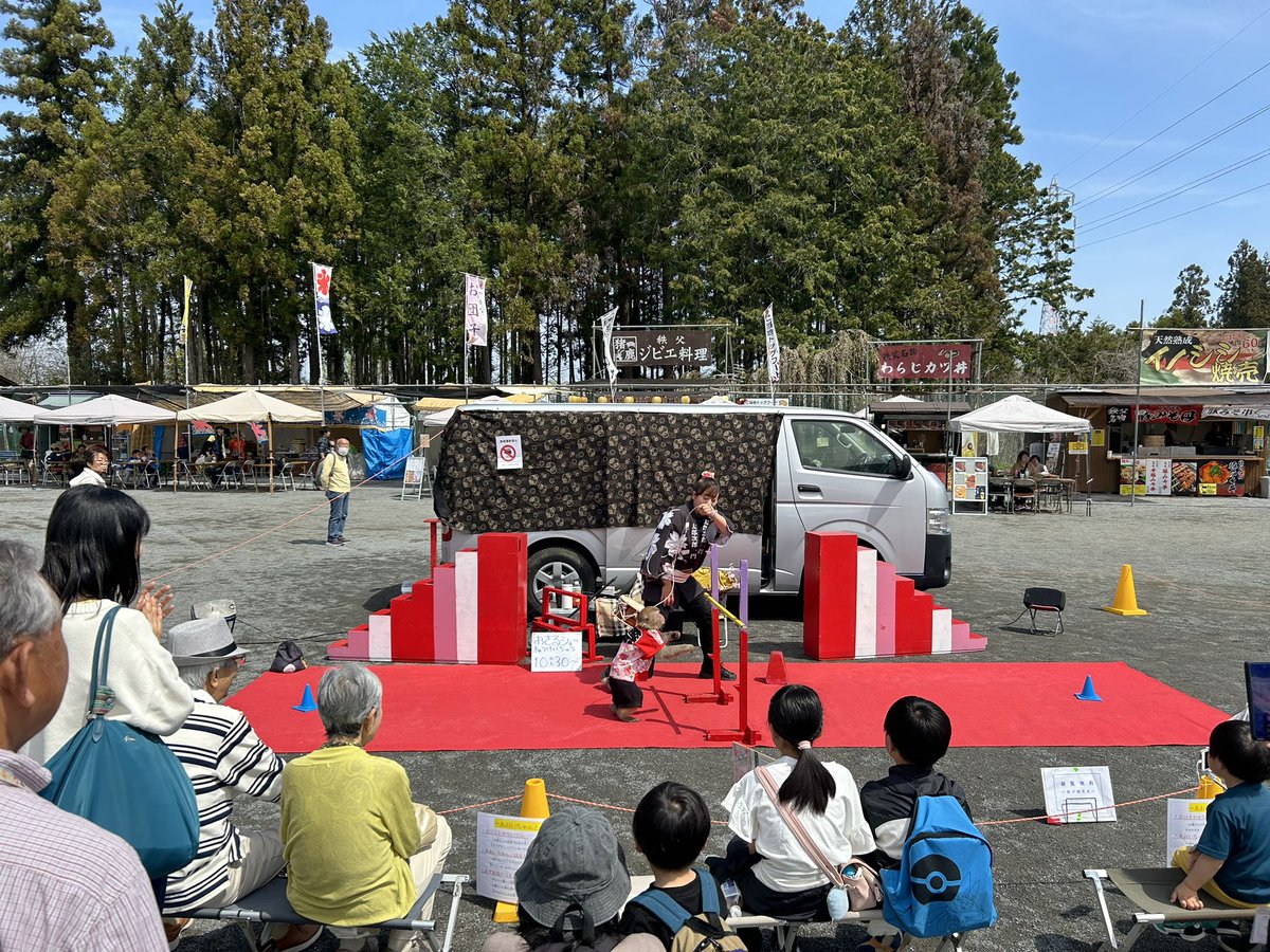 【2024.4.13撮影】 羊山公園芝桜の丘の様子です。 開花が進んできました！ 13日(土)、14(日)日光猿軍団猿まわしが開催されます！ 桜も見頃が続いています！ #秩父市 #羊山公園 #芝桜 #桜