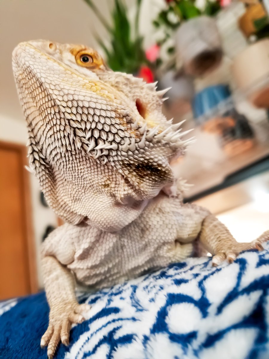 Lilith is to kewl to hang out with me.

#beardeddragon #beardie #reptike #rescue #sanctuary #grandforks #fargo #northdakota