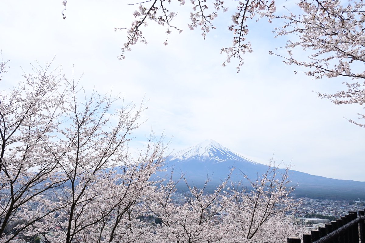 新倉山浅間神社⛩️ 忠霊塔と展望デッキより
富士山と桜🌸🗻🌸