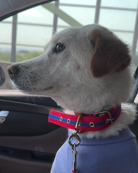 심각한 폐렴으로 곧 죽을 아이처럼 몸이 아팠던 빈츠... 몸이 약하니 합사도 어려웠던 우리 빈츠... 
몇 번이나 안락사 얘기가 나왔지만 너무너무 착하고 또 착한 아이라서 기다리다 보면 꿈처럼 기회가 찾아오지 않을까 하여 선생님들이 지켜왔던 우리 빈츠...
이제 정말 꿈처럼 그날이 왔는데,