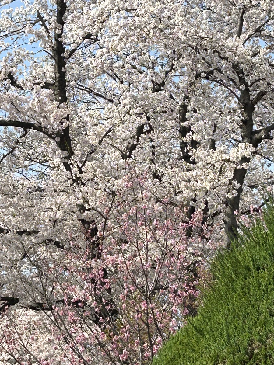 ＃イマソラ 4/13(土)am10:38宇都宮市
最低9℃最高23℃現在21℃晴れ☀️
おはようございます😃暖かい一日になりそうです。桜🌸満開、良い季節になりましたね
今日も更に恵まれますように🌸
＃東の空