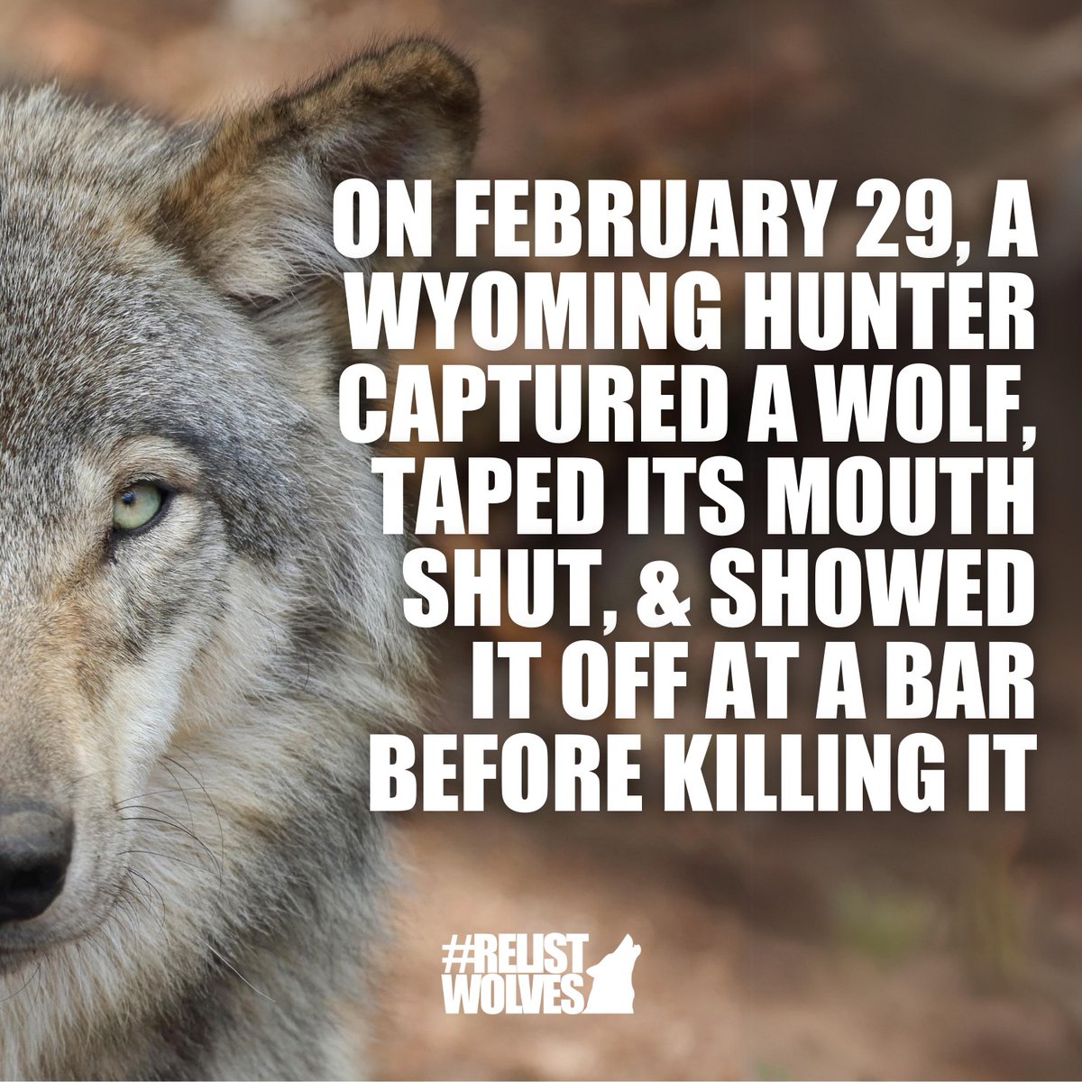 Wolves need #FederalProtection now. Go to relistwolves.org to take Action! #RelistWolves