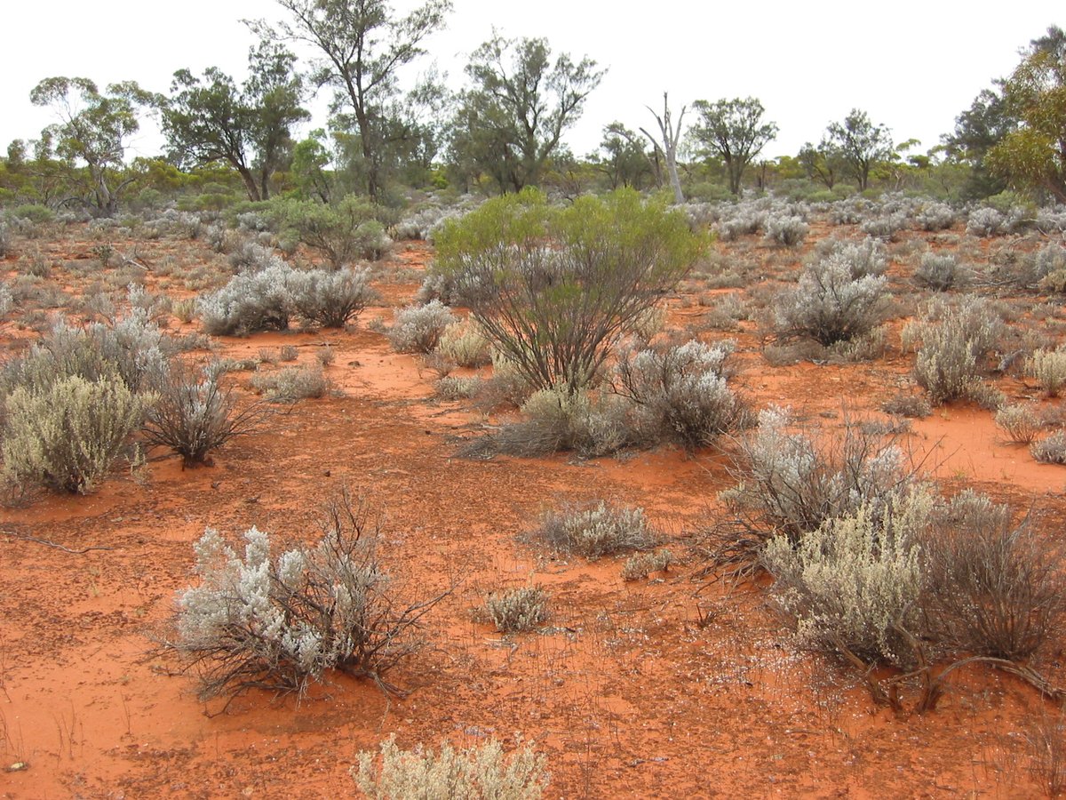 #Biogeochemical hotspots (#fertile #islands) paper out in Nature Plants. Dryland plant islands are critically important for sustaining functional soils; larger islands better; no grazing effects @UNSWScience @ManuDelBaq @ftmaestre @jingyiding1