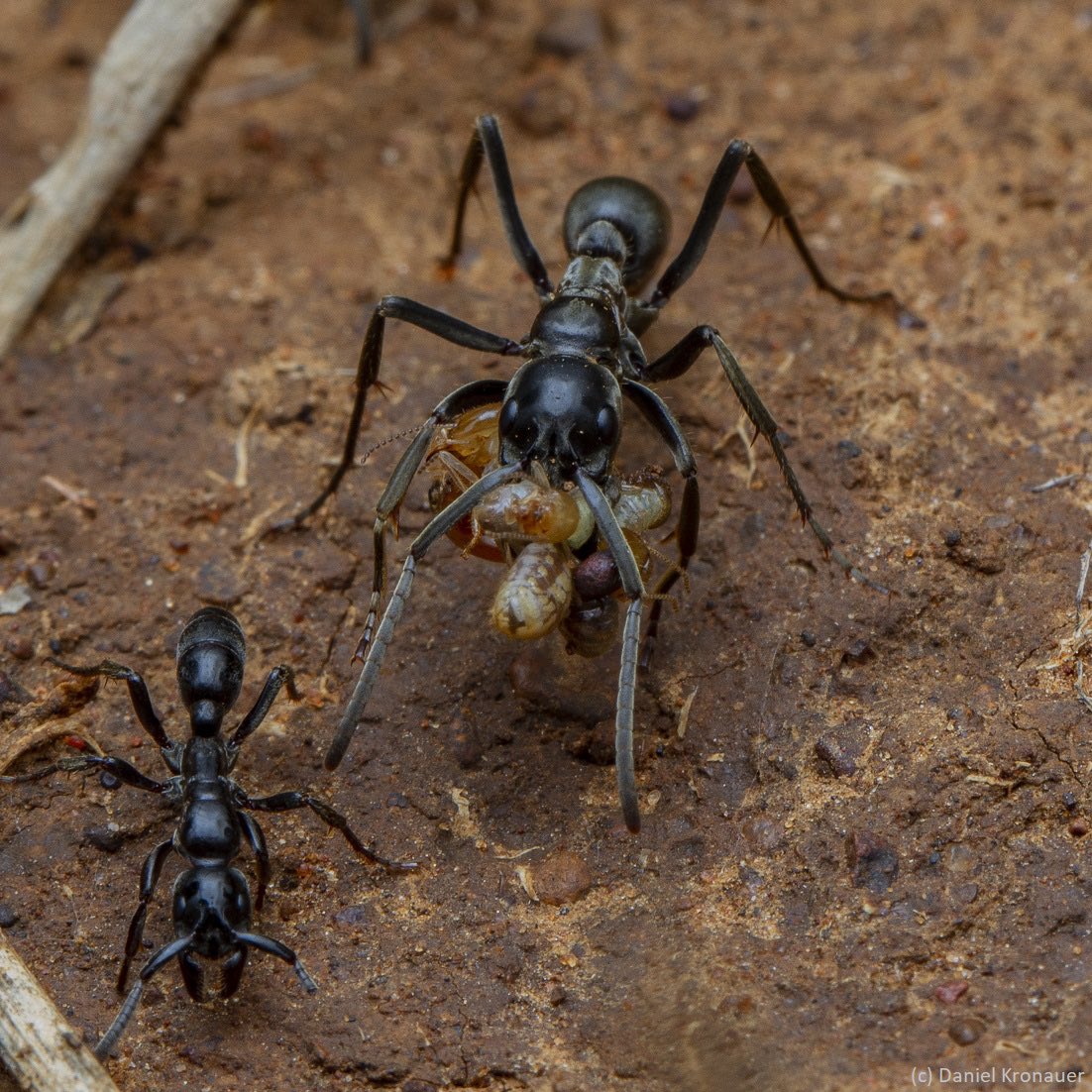 The complex social behavior of ants has fascinated humans for centuries, but only now is it becoming possible to study ant behavior at the neural circuit level. New review with @Dom_Frank3 in @AnnualReviews: The Budding Neuroscience of Ant Social Behavior annualreviews.org/content/journa…