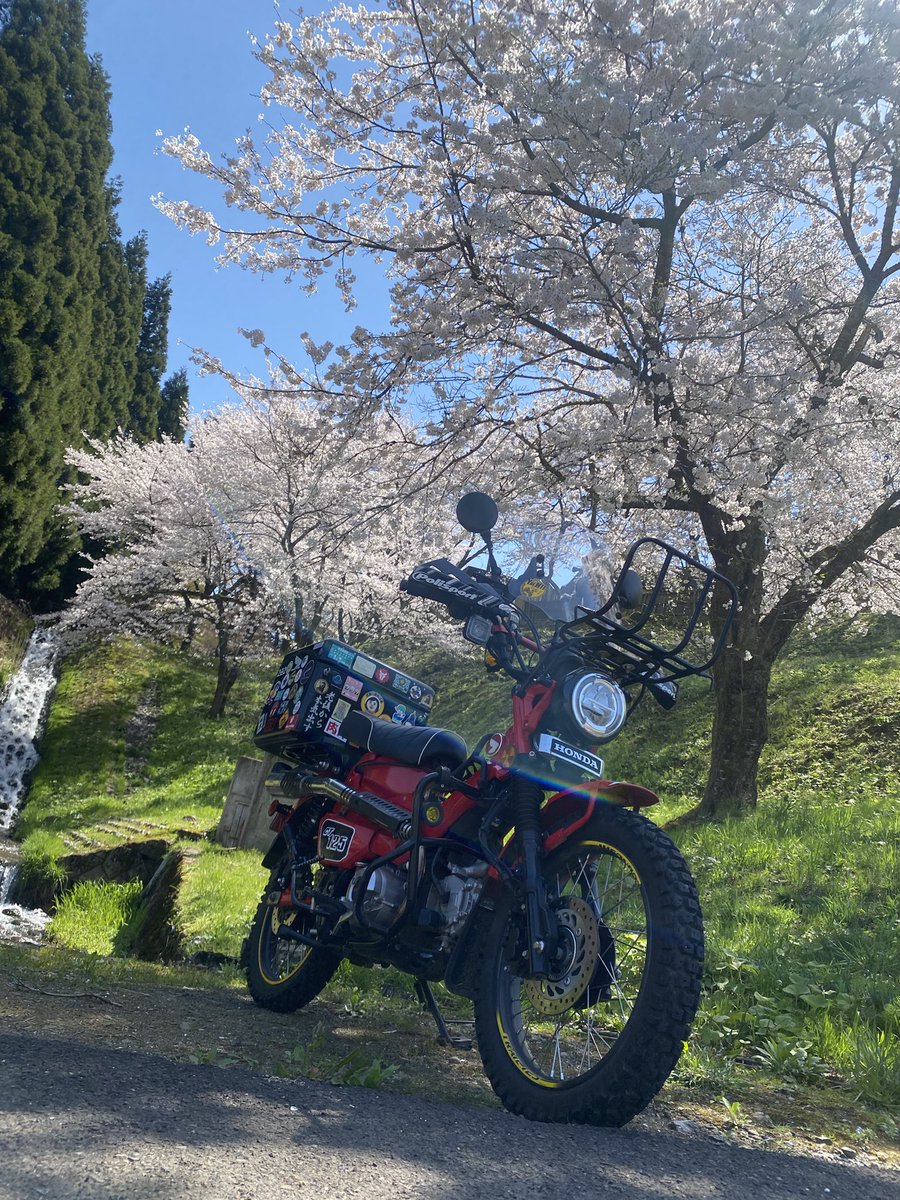 福井県でも山の中では桜まだまだ見頃のようです🌸