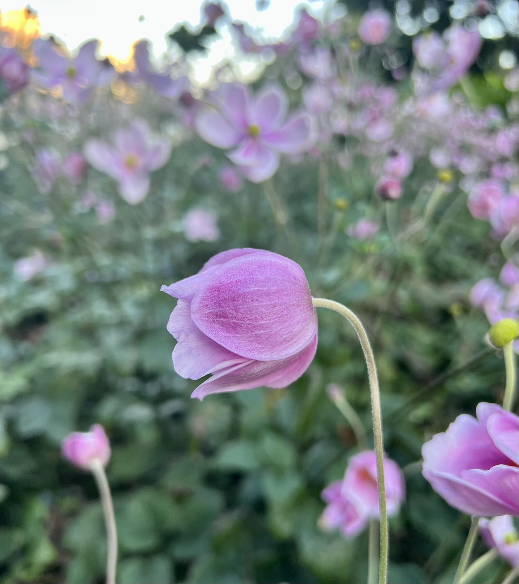 Not quite @hunting_relos standard; but here’s my first half-decent photo of a flower. Taken walking through Hyde Park yesterday afternoon.