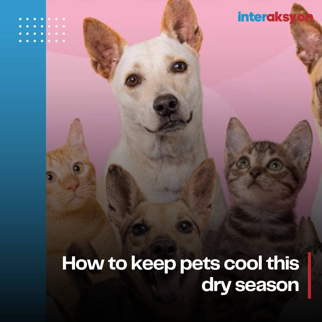 WORRIED ABOUT YOUR FURBABIES THIS HOT DRY SEASON? Humans are not alone in feeling the heat this warm and dry season. The Philippine Animal Welfare Society gave tips on how furparents can keep their four-legged companions cool amid the hot atmosphere. Read:…