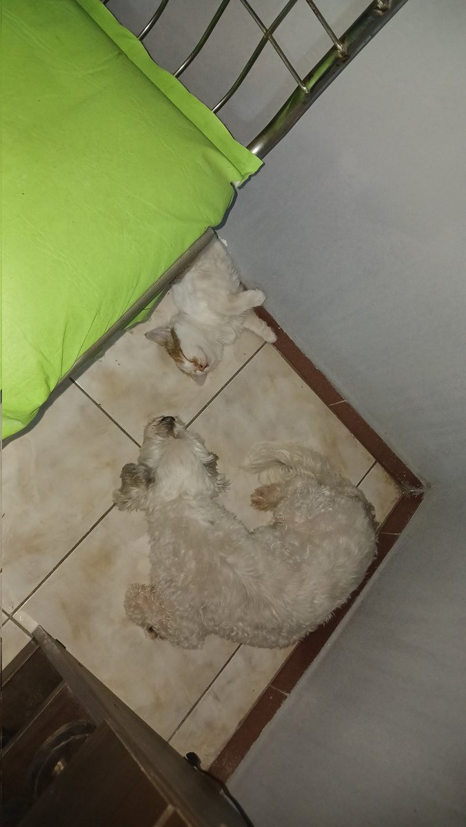 AnnaBasquet15's tweet photo. Mi 2024 empezó con lo más lindo de mi vida, ellos son mi alegría de todos los dias😍🥰 https://t.co/Vrwt2z1GO4
