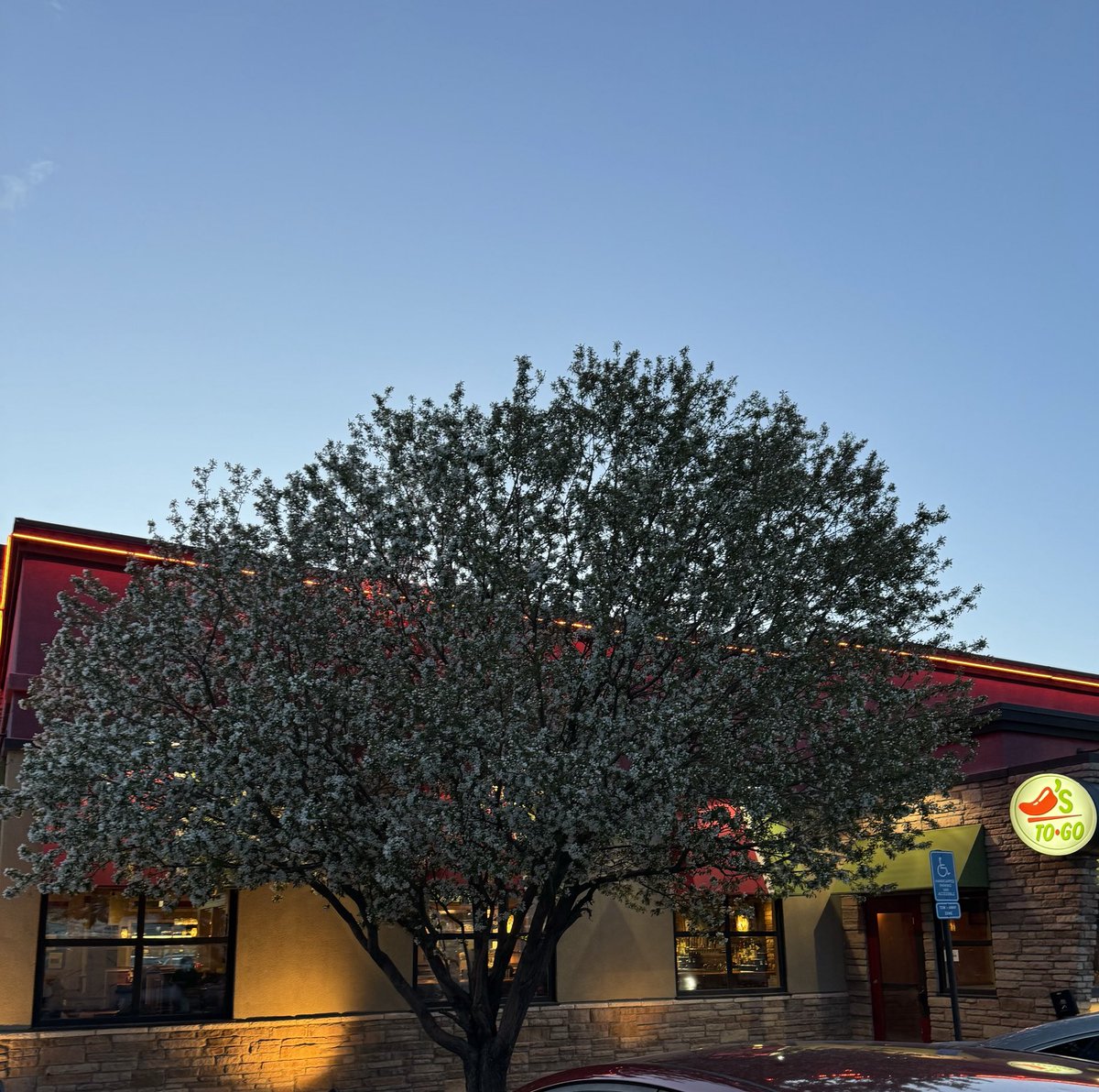 I truly love this tree in front of my To Go door. It just adds color to this area. #Chilislove #ChilisTowerRd #springincolorado #mountainregion