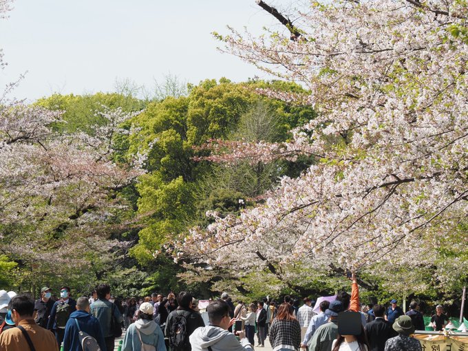 「桜 GoogleMapの旅」のTwitter画像/イラスト(新着)