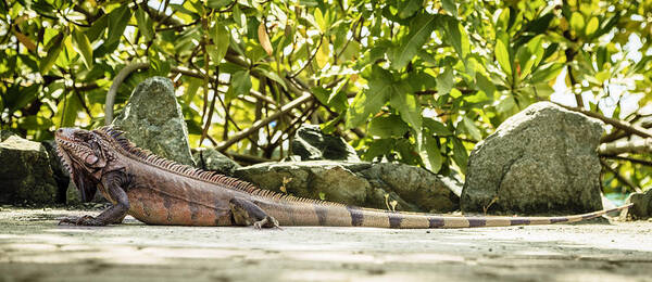 Check out this photograph that I uploaded to fineartamerica.com! fineartamerica.com/featured/iguan… #iguana #reptile #animal #BritishVirginIslands #tropical #fineartphotography #artforsale #onlineshopping @BigEyePhotos