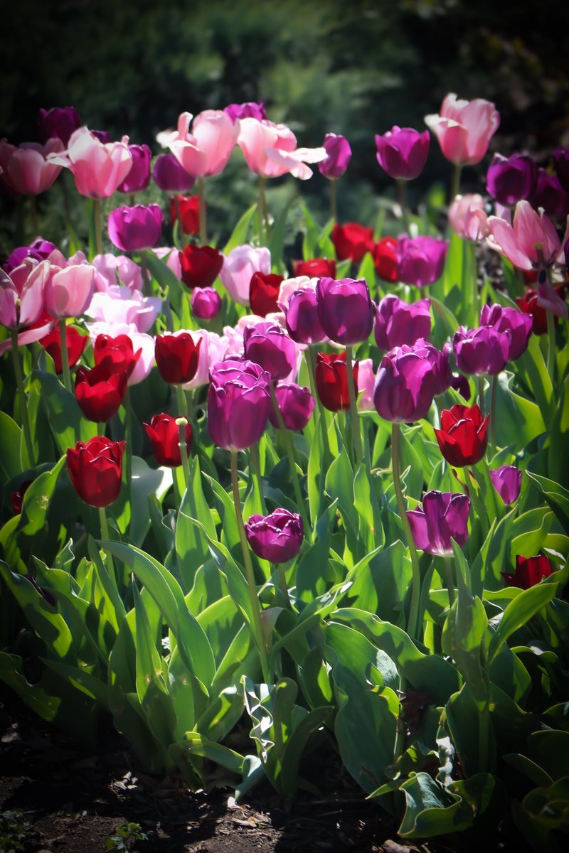 atrublujayhawk's tweet image. When it's a picture-perfect day, you just have to grab your camera and head outside! #springtime #tulipsinspring #lakeshawnee