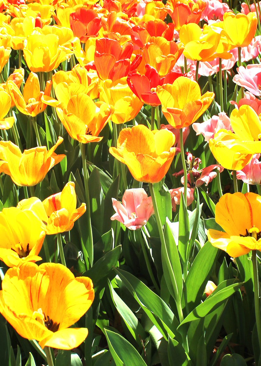 atrublujayhawk's tweet image. When it's a picture-perfect day, you just have to grab your camera and head outside! #springtime #tulipsinspring #lakeshawnee