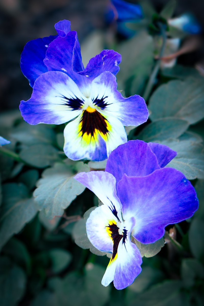 atrublujayhawk's tweet image. When it's a picture-perfect day, you just have to grab your camera and head outside! #springtime #tulipsinspring #lakeshawnee