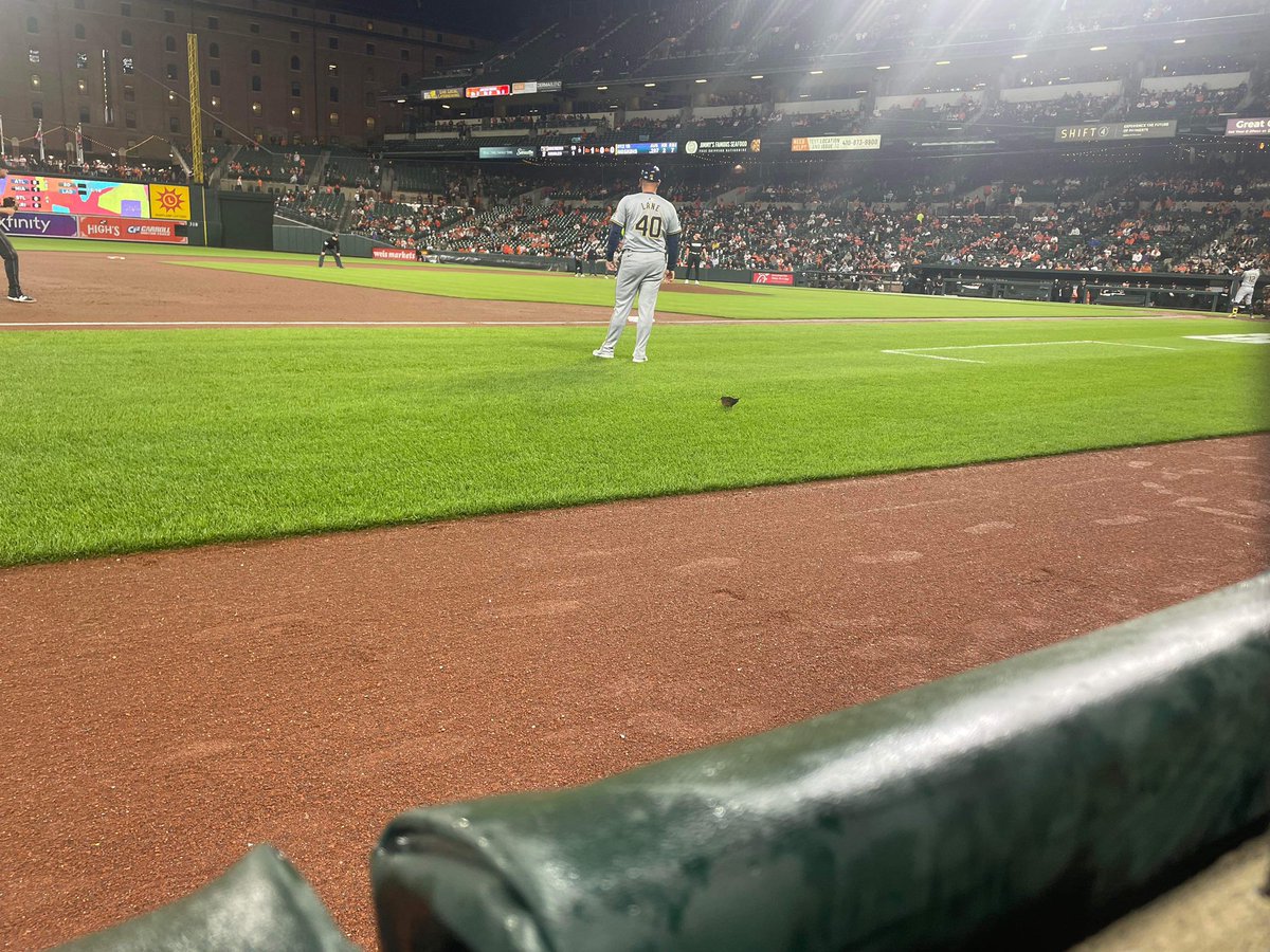 my friend is at the Os game and there’s a Virginia rail just sitting on the field as the game is occurring