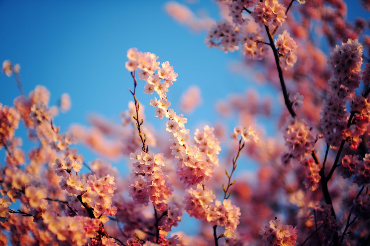 現場の桜。
今日も元気に
応援してる