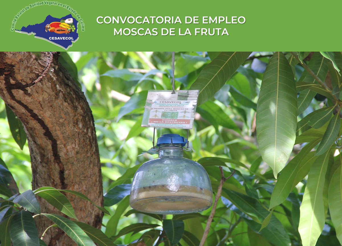 CESAVECOL's tweet photo. Convocatoria 001 de empleo para Auxiliares de campo en la Campaña Moscas de la Fruta en el Comité Estatal de Sanidad Vegetal en el Estado de Colima (Cesavecol) 2024.

Para mayor Información ingresa.
https://t.co/gV3ujph7v7
https://t.co/pYP7NOzklu
#empleo #convocatoria #cesavecol https://t.co/wwW0DCLfTv
