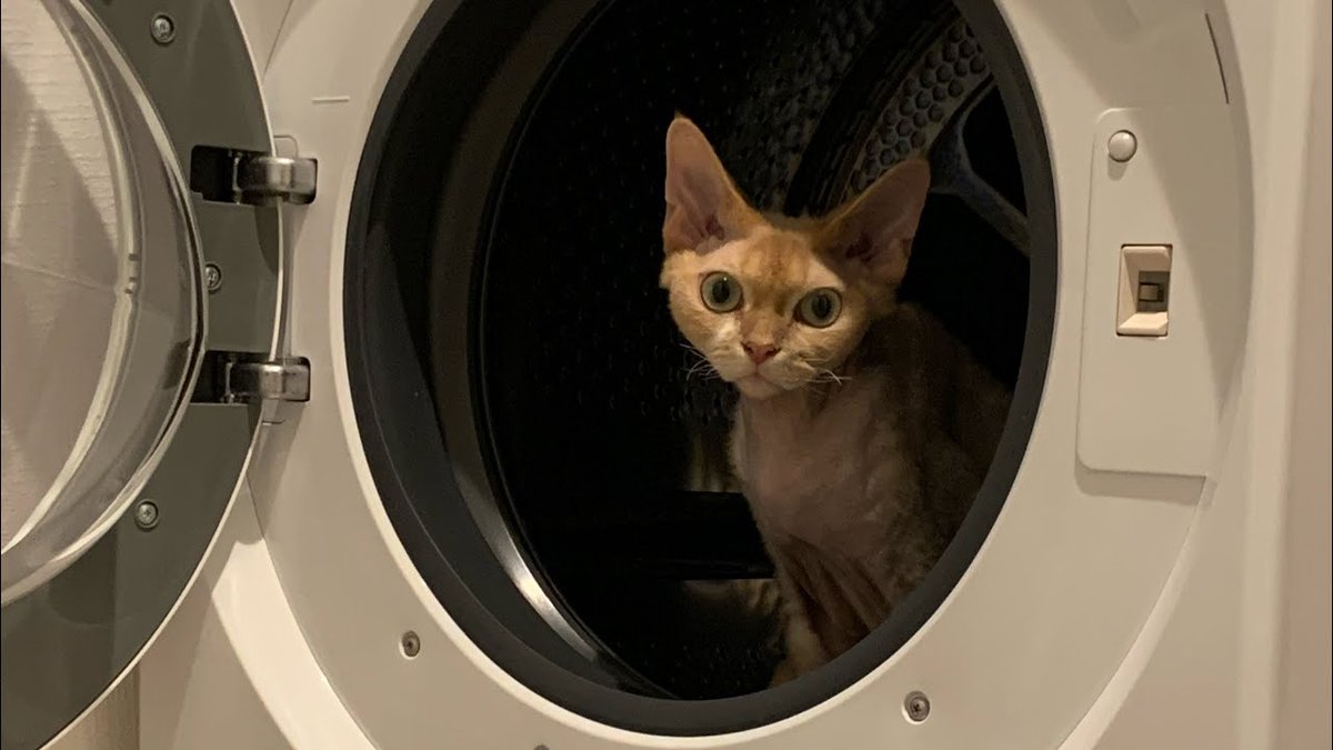 デボンレックス兄は洗濯機に興味津々です(Devon Rex cat inter ...
 
meowmoe.com/116365/
 
#BigEars #BlancaKlein #CUTECAT #CuteKitty #Devonrex #LifeWithCat