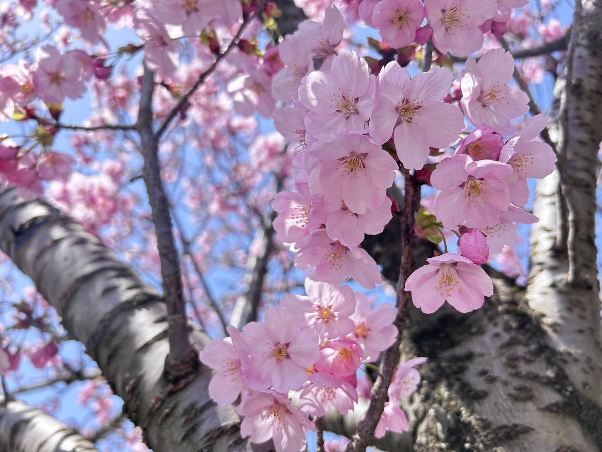 ちょっと私用で
上杉博物館(上杉神社隣)まで来ました。

桜🌸！あちこち花いっぱい！！