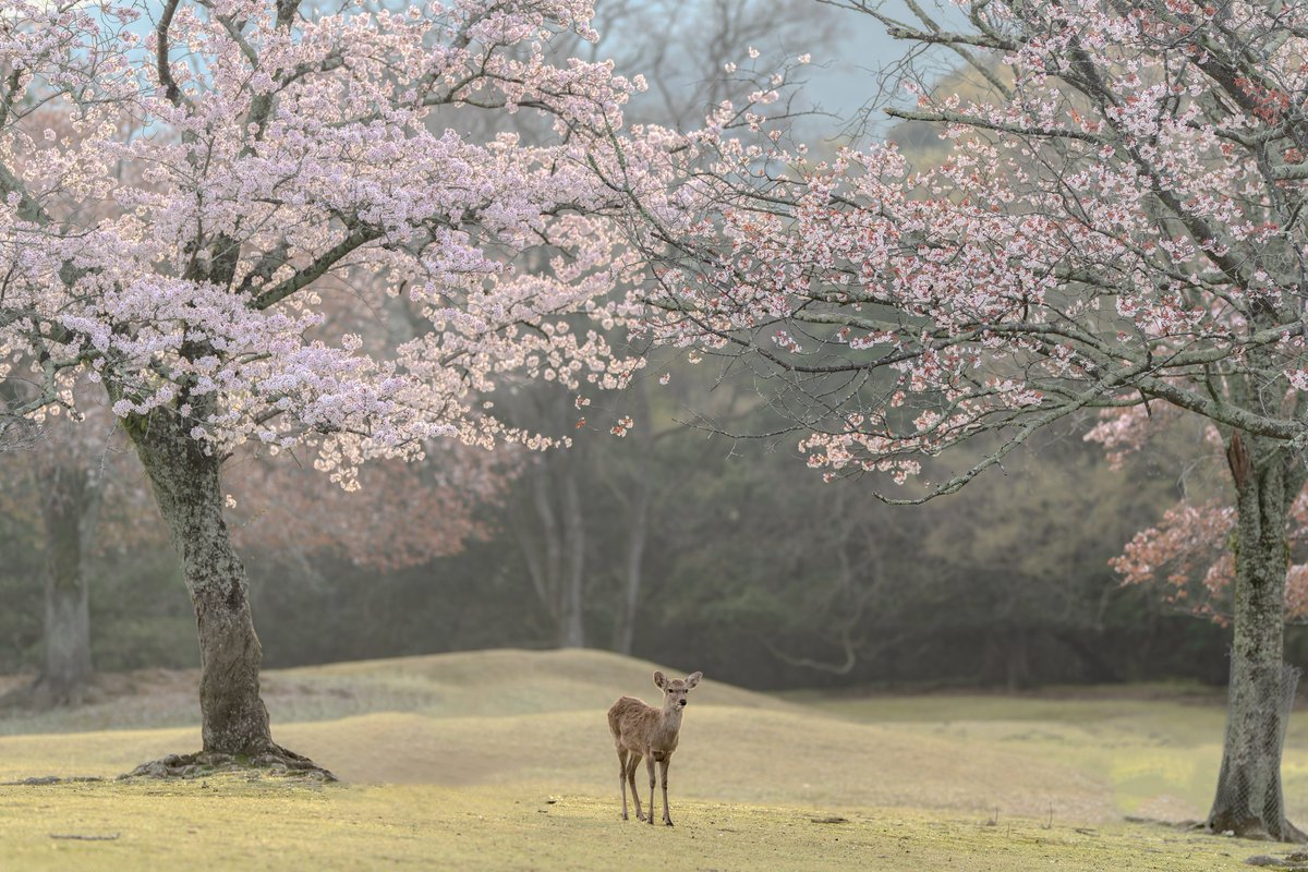 朝の奈良公園🌸