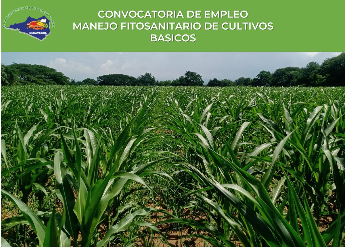 CESAVECOL's tweet photo. Convocatoria 002 de empleo para Auxiliar de campo en la Campaña Manejo Fitosanitario de Cultivos Básicos en el Comité Estatal de Sanidad Vegetal en el Estado de Colima (Cesavecol) 2024.

Para mayor Información ingresa.
https://t.co/gV3ujph7v7
#empleo #convocatoria #cesavecol https://t.co/q7PwnWoU3k