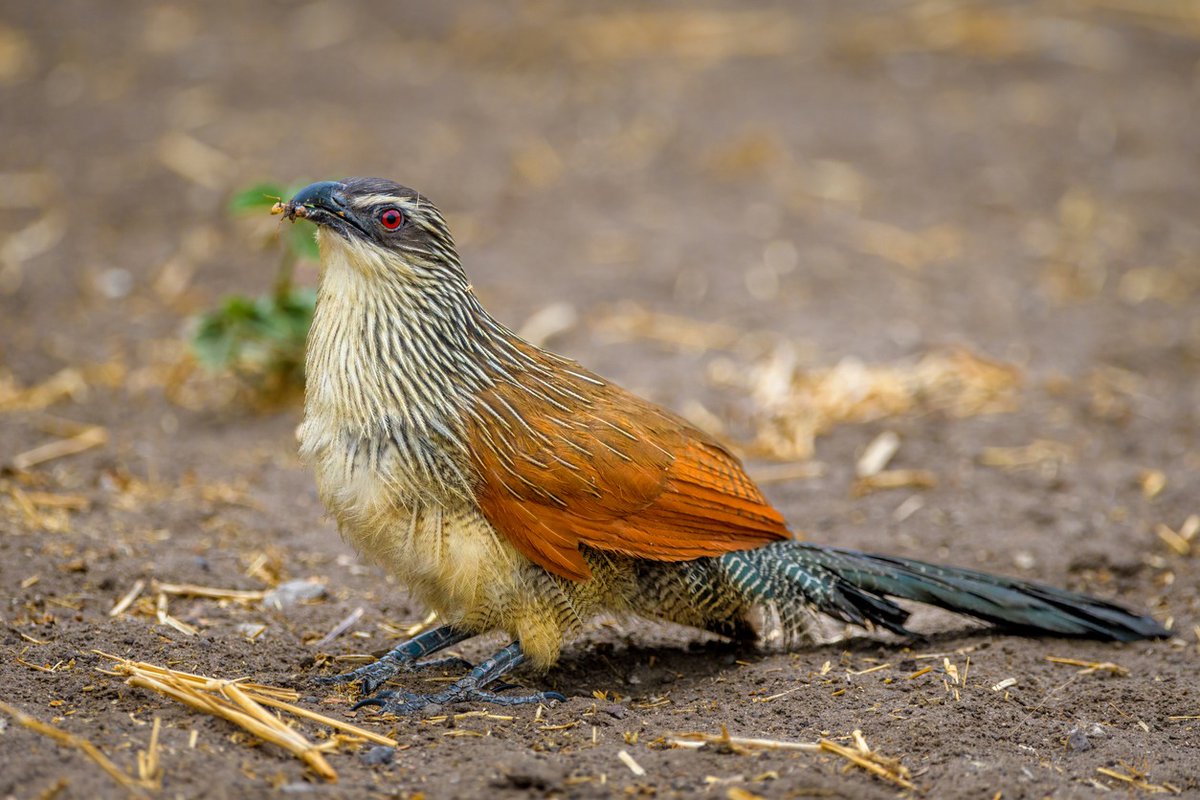 Bird Watching (@xBirdpost) / Posts / X