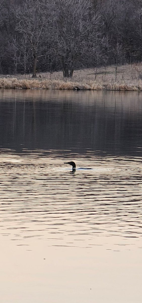 First loon sighting of 2024 for us tonight. #lakelife #ottertailcounty #onlyinmn