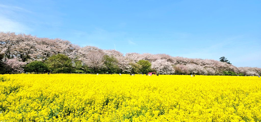 outdoors sky day blue sky tree no humans cherry blossoms  illustration images